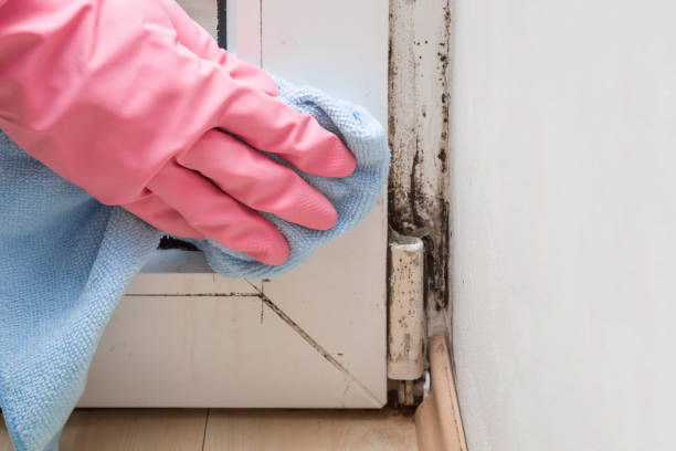 Best Mold Prevention Services  in Ossun, LA